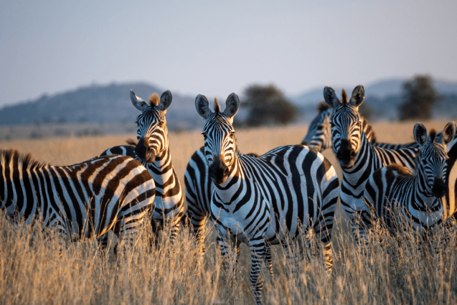 Indigo Expeditions 2025/2026